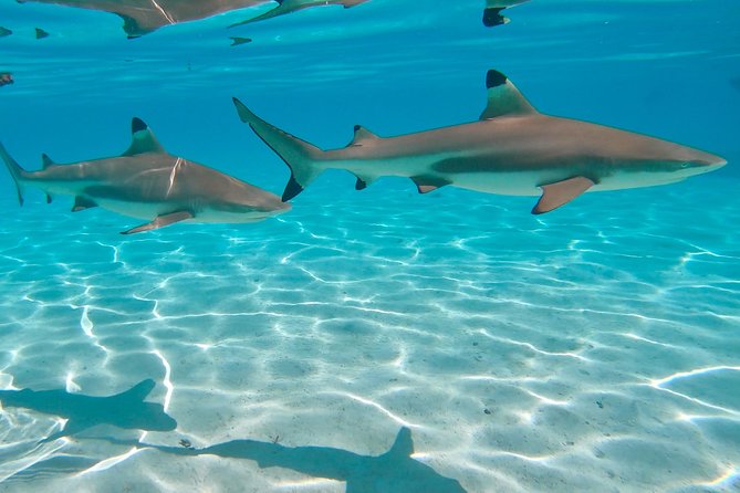PRIVATE Sunset Tour: Moorea Snorkeling on a Catamaran named Taboo - Sailing from Voila Moorea into the lagoon