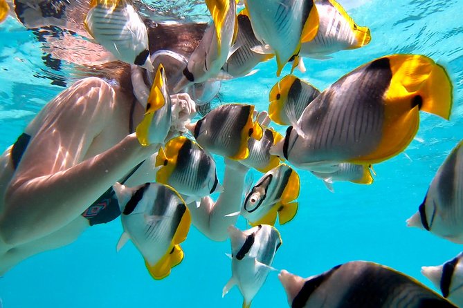 PRIVATE Sunset Tour: Moorea Snorkeling on a Catamaran named Taboo - Is $848.24 good value for four people?