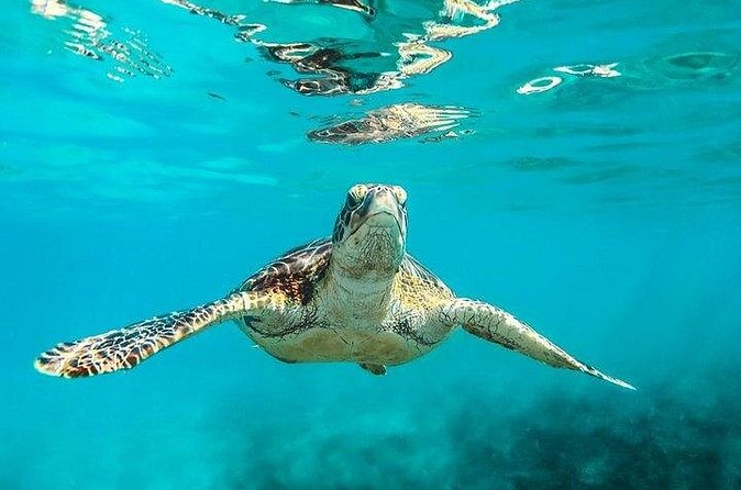 Private Tour: Barbados Catamaran Snorkeling Cruise - Small details that make the day easier