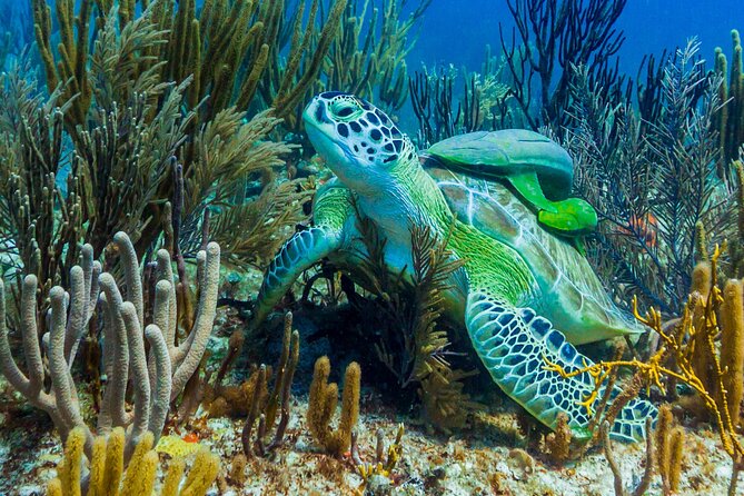 Puerto Morelos Catamaran Reef Sail and Snorkel - How the crew handles safety and service