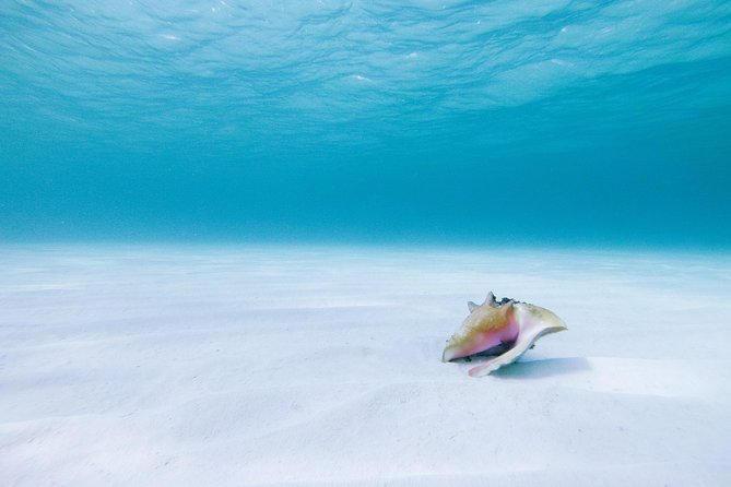Puerto Morelos Secret Sandbar Catamaran Sail - Lunch, Drinks, and the Limits of the Menu
