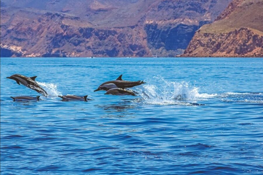 Puerto Rico : 2 hour Dolphin Catamaran Excursion - Is $41 a Fair Price?