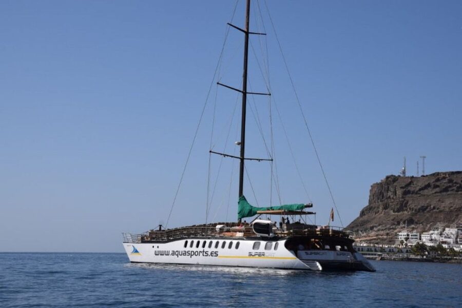 Puerto Rico de Gran Canaria: Premium Dolphin Catamaran Tour - Should you book the Premium Dolphin Catamaran Tour?
