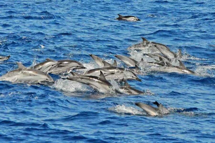 Puerto Rico de Gran Canaria: Premium Dolphin Catamaran Tour - Lunch, drinks, and the social side of the boat