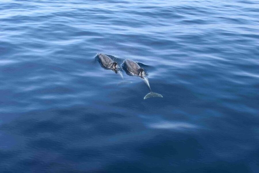 Puerto Rico de Gran Canaria: Premium Dolphin Catamaran Tour - Watching dolphins in open Atlantic waters