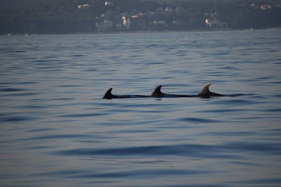 Rovinj: Sunset & dolphin group tours with Catamaran - Sunset, old town, and the final harbour view