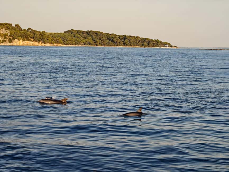 Rovinj: Sunset & dolphin group tours with Catamaran - Massimo and the family-run feel