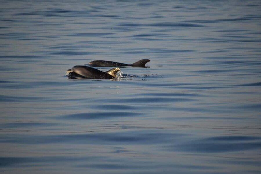 Rovinj: Sunset & dolphin group tours with Catamaran - Is $41 a fair price?