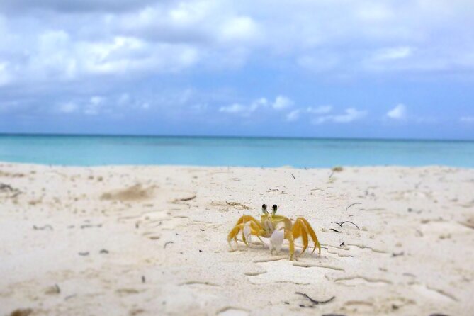 Saona Island, Natural pool Starfish, Fast boat, Catamaran +Dances - The natural pool is a 45-minute starfish stop