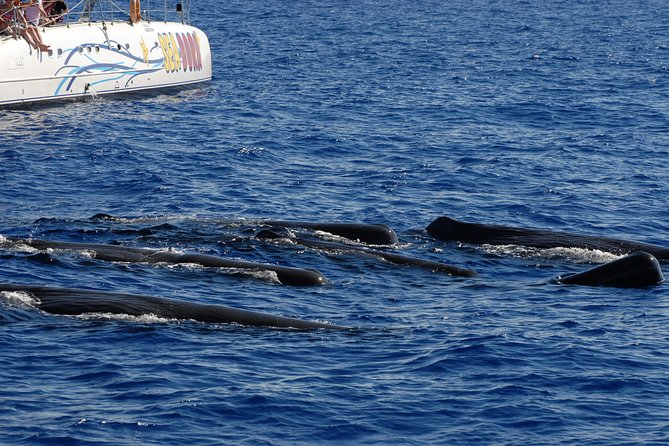 Seaborn Catamaran trips - Watching for Dolphins and Whales
