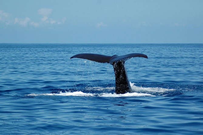 Seaborn Catamaran trips - What the Boat Experience Is Like