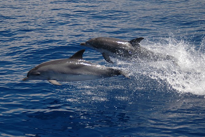 Seaborn Catamaran trips - Is $42.24 Good Value?