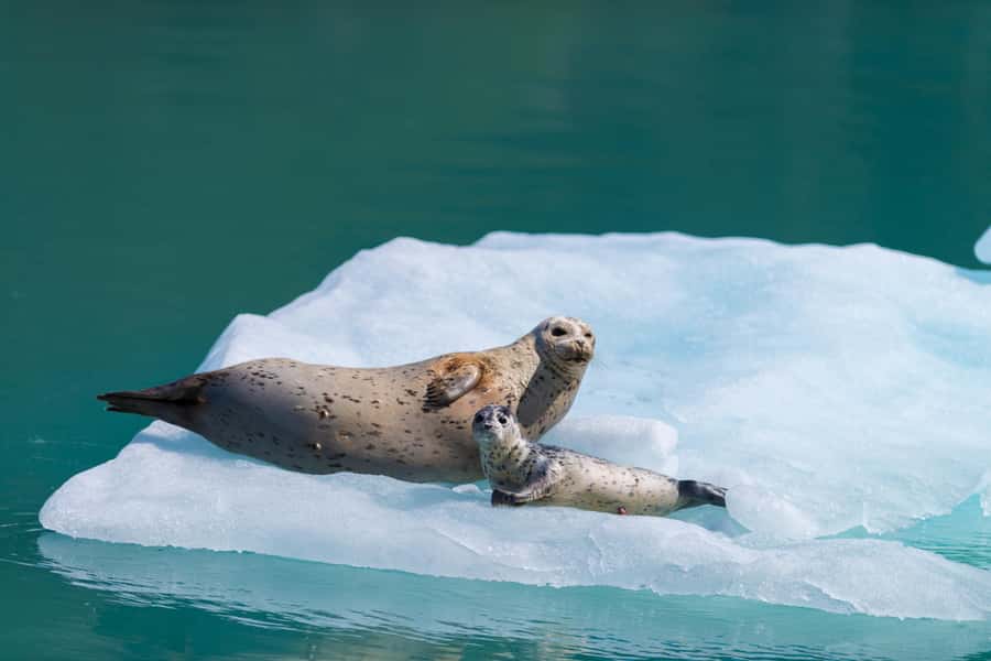 Seward: Kenai Fjords National Park Catamaran Cruise w/Lunch - Glacier country and the sound of falling ice