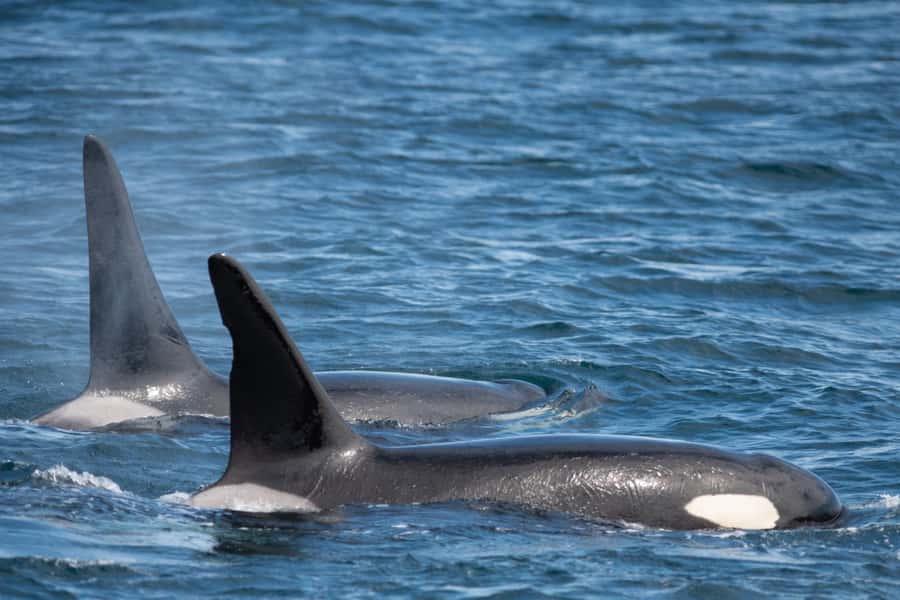 Seward: Kenai Fjords National Park Catamaran Cruise w/Lunch - Who should choose this Kenai Fjords cruise?