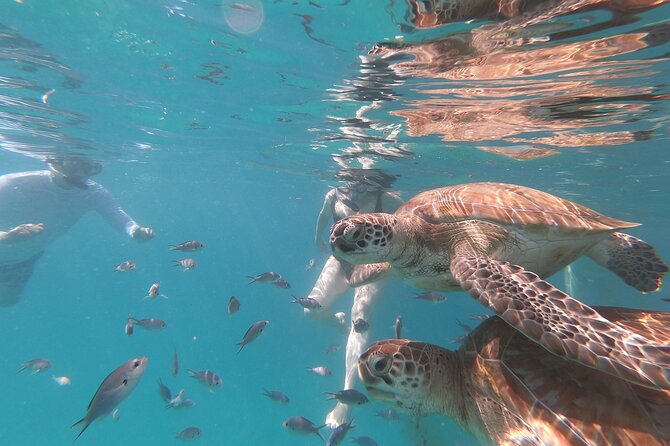 Shasa Catamaran Cruises Limited Numbers 3 Hour Sail and Snorkel - Key points to know before booking