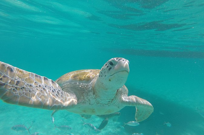 Shasa Catamaran Cruises Limited Numbers 3 Hour Sail and Snorkel - Who will enjoy this three-hour cruise most?