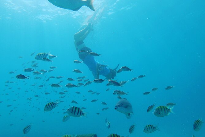 Shasa Catamaran Cruises Limited Numbers 3 Hour Sail and Snorkel - A shipwreck or coral reef filled with tropical fish