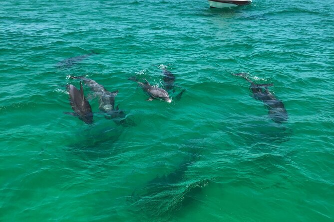 Shell Island Snorkel and Dolphin Catamaran Cruise with Island Time - Who will enjoy this three-hour outing most