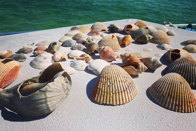 Shell Island Snorkel and Dolphin Catamaran Cruise with Island Time - Practical planning for a smoother day