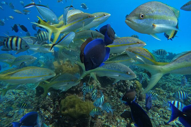 Short Excursion 4-Hour Party Catamaran and Snorkeling - What the $75 price really gets you