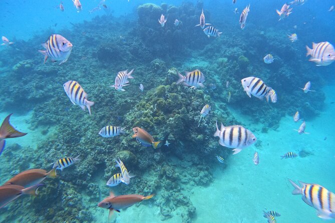 Short Excursion 4-Hour Party Catamaran and Snorkeling - Weather, waves, and seasickness