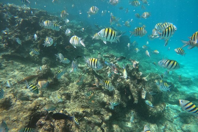 Short Excursion 4-Hour Party Catamaran and Snorkeling - Getting from Cabarete toward Sosua