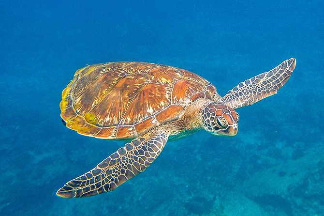 Similan Islands Snorkeling Tour By Speed Catamaran From Khao Lak - Bangu Island and Ko Pa Yu: two more water stops