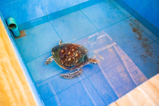 Similan Islands Snorkeling Tour By Speed Catamaran From Phuket - Sea turtles and dolphins are possible, not promised