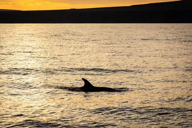 Small Group Dolphin Sunset Tour on Electric Catamaran Lanzarote - Watching for dolphins along Lanzarote’s coast