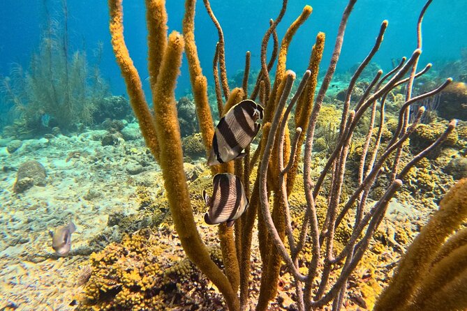 Snorkel Trip on a Catamaran Yacht All Inclusive Experience - Group size, pace, and the social factor