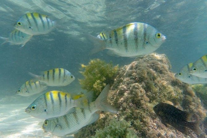 Snorkeling Catamaran Island Cruise - Crew, mood, and the strongest praise