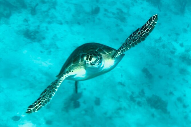St. John Luxury Catamaran Turtle Snorkel and Cays Full Day - Why Joe and Catie matter to the experience