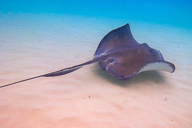 Stingray City Catamaran Sunset Tour - Is $59 a good price?