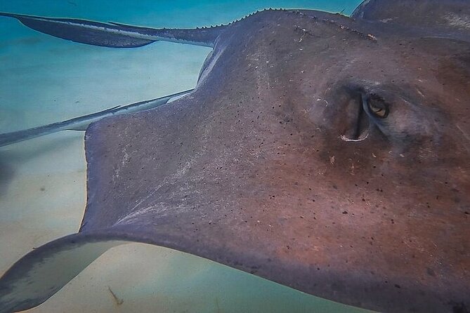 Stingray City Catamaran Sunset Tour - Practical details before you go