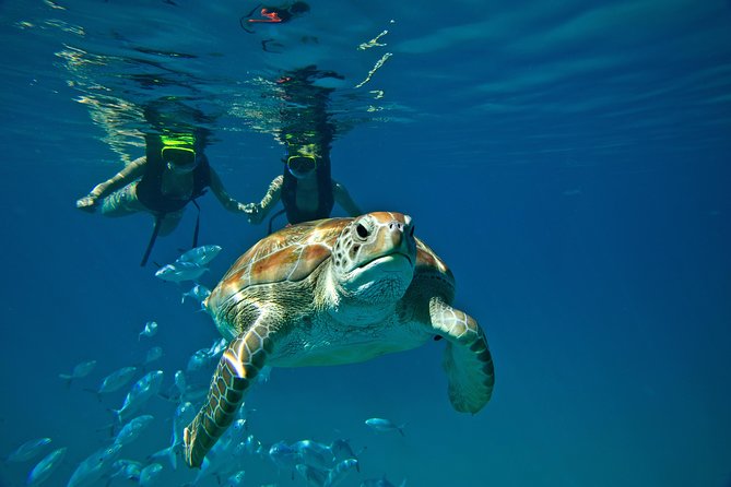 Sunset Catamaran and Snorkeling Cruise At Carlisle Bay - Snorkeling a shallow shipwreck in Carlisle Bay