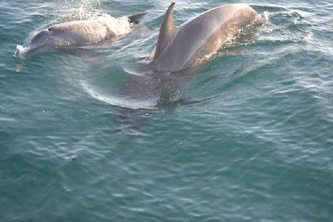 Sunset Dolphin Sail Aboard the Footloose Catamaran - Quick reasons to consider the Footloose sail