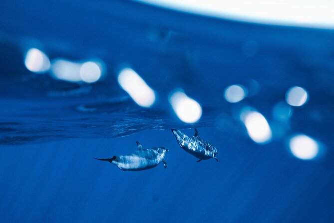 Swim with Dolphins Catamaran with Waterslide & Lunch on Oahu - Leaving Waiʻanae for Oahu’s west coast