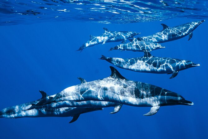 Swim with Dolphins Catamaran with Waterslide & Lunch on Oahu - Dolphin watching requires speed and good timing