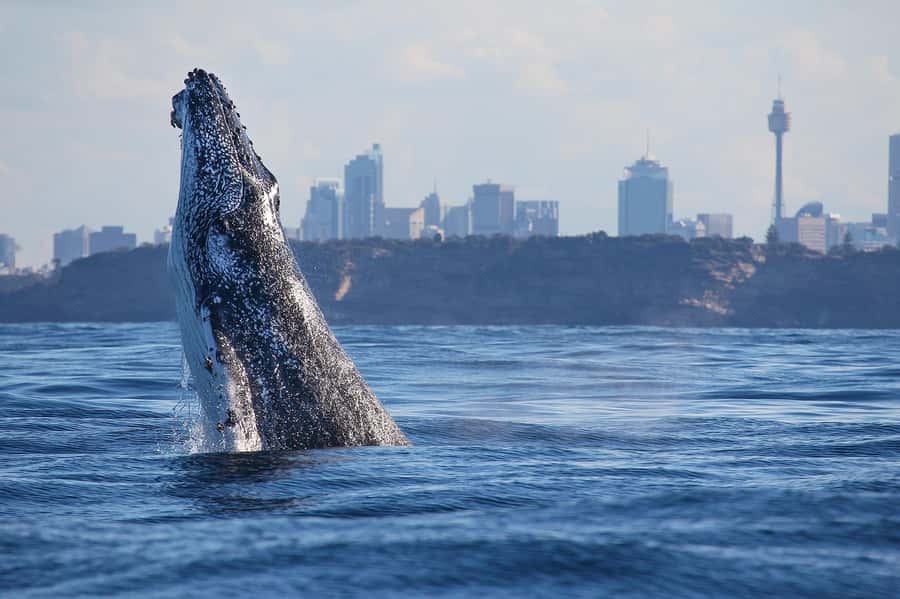 Sydney: Discovery Whale Watching Tour by Catamaran - Key points to know before boarding