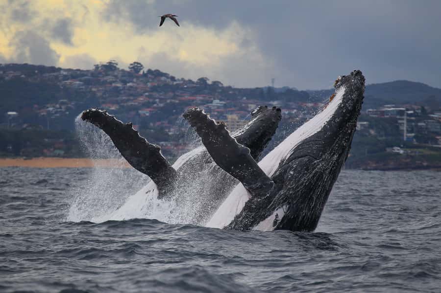 Sydney: Discovery Whale Watching Tour by Catamaran - From Darling Harbour to the open ocean in 30 minutes