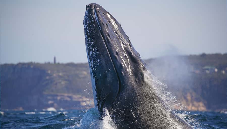 Sydney: Discovery Whale Watching Tour by Catamaran - What the 150-minute itinerary feels like