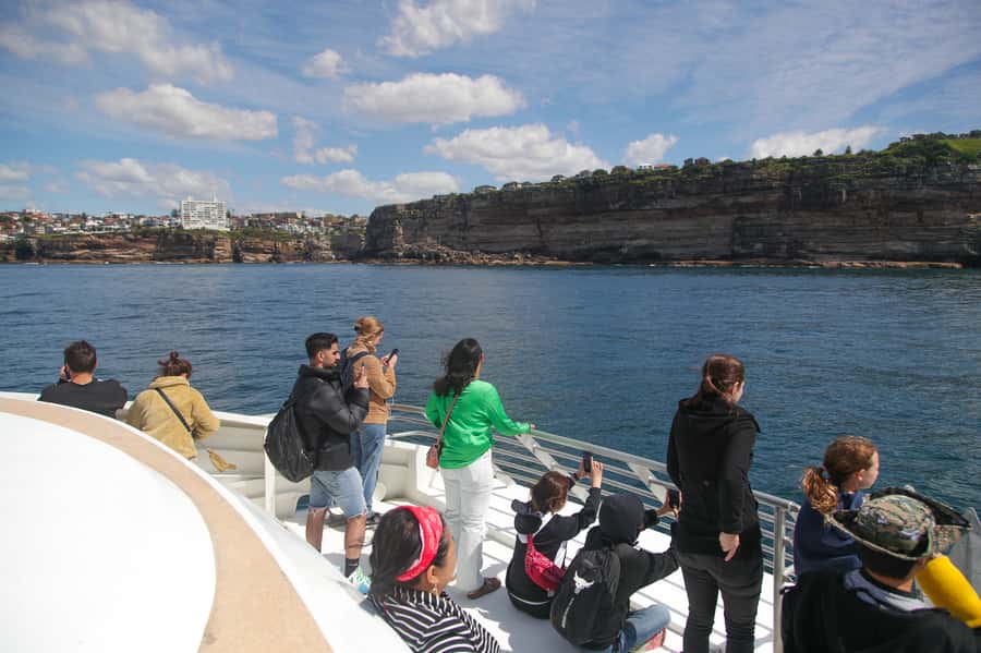 Sydney: Discovery Whale Watching Tour by Catamaran - Whale sightings can be thrilling, but never guaranteed