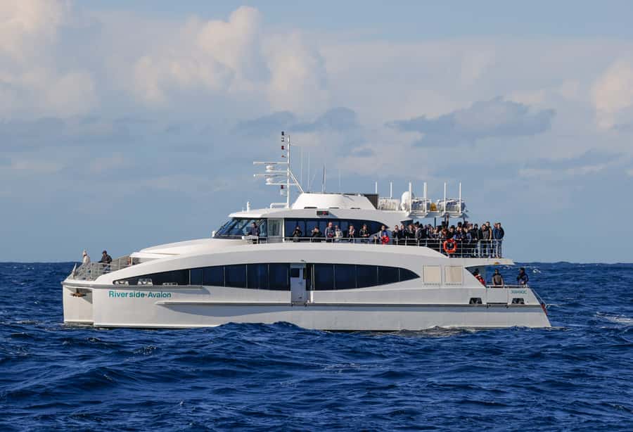 Sydney: Discovery Whale Watching Tour by Catamaran - Final verdict: book it for the wildlife, not a guarantee