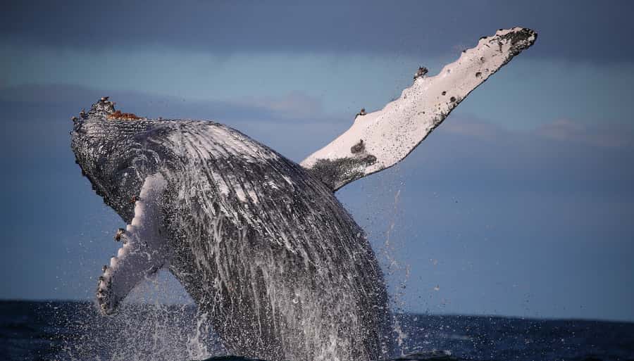 Sydney: Discovery Whale Watching Tour by Catamaran - Fantasea Avalon gives you room to choose your view
