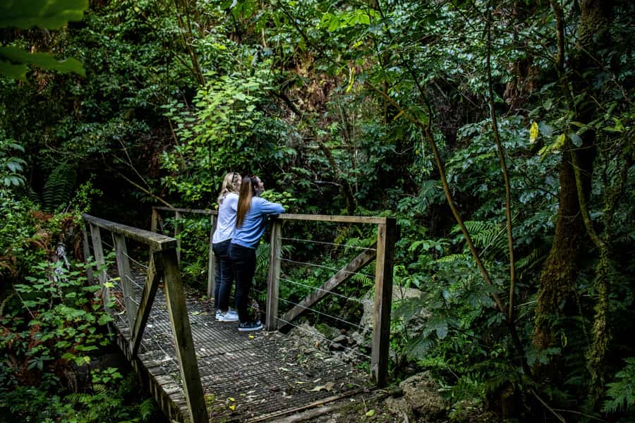 Taupo: Lake Taupo Western Bays Catamaran Tour with Bush Walk - Who should book this experience?