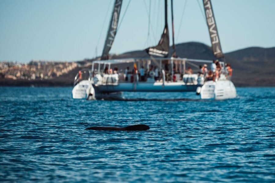 Tenerife: Catamaran Cruise with Brunch and Unlimited Drinks - Standard seating, VIP space, and day beds