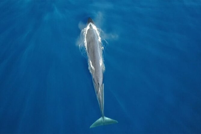 Tenerife Whales and Dolphins Watching Experience in Catamaran - Five things to know before you book