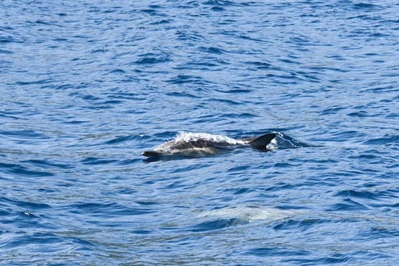 Torrevieja: Adventure tour on the catamaran Apaleo - What to bring for a better day