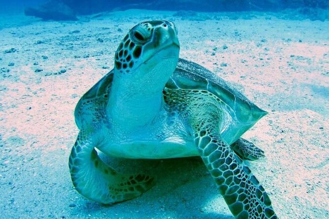 Tropical Catamaran Snorkeling & Sailing - Lunch, Snacks, and the Open Bar