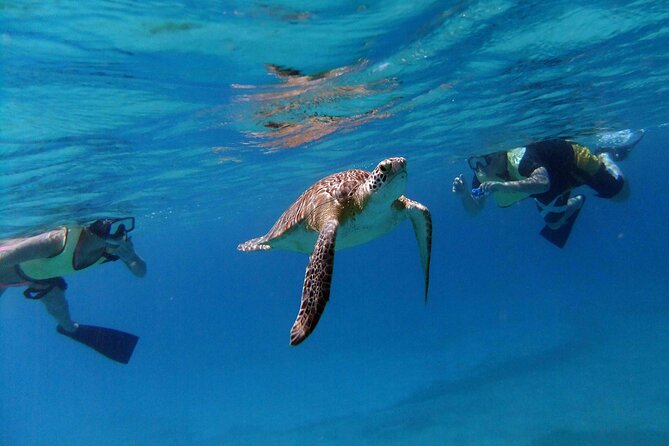 Turtle Cove Catamaran Snorkel and Sail at Little Buck Island STT - Sailing From Frenchman’s Cove at 1 p.m.